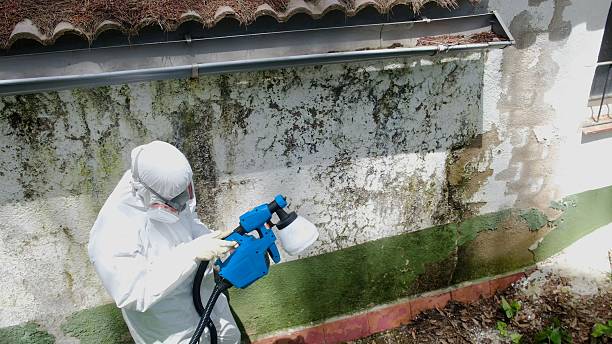 Trusted Attic Mold Removal service in Warriors Mark, PA - Cheap Mold Removal